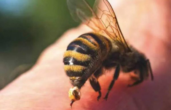 Giấc mơ về ong có ý gì?