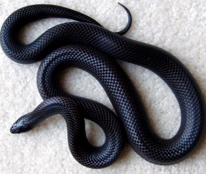 Mơ thấy rắn đen đánh con gì?