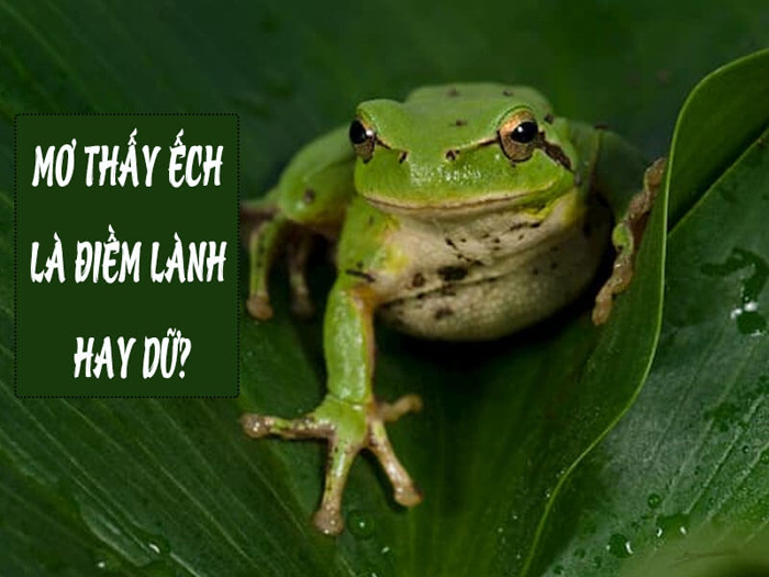 Mơ thấy ếch là điềm báo lành hay điềm báo dữ?