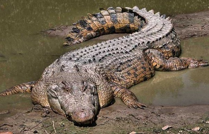 Nằm mơ thấy cá sấu có điềm gì không? 