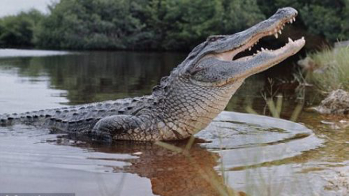 Nằm mơ cá sấu rượt nên đánh số gì để dễ trúng?